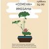 Лекция «Семена» икэбана