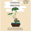 Лекция «Семена» икэбана